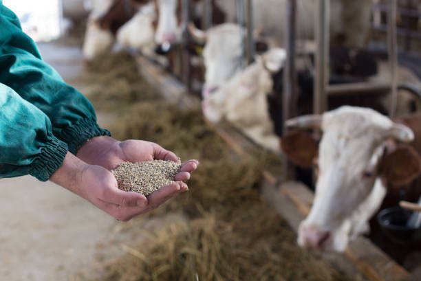 خرید و فروش مکمل غذای دام و طیور با شرایط فوق العاده